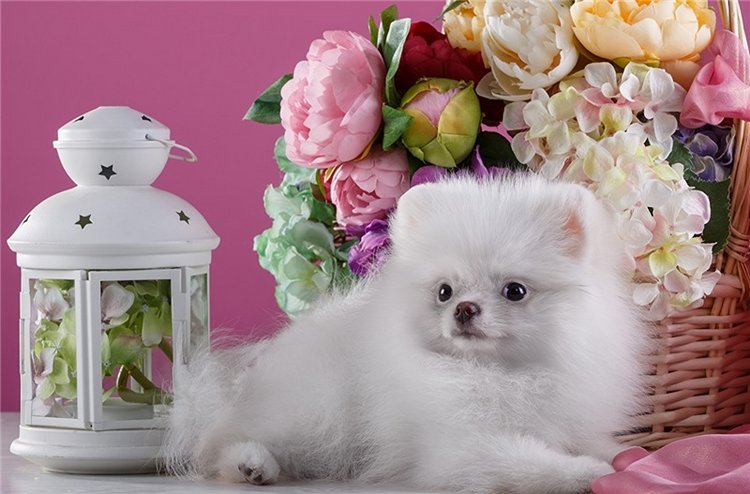 Мои куклята от фрау Гюнцель из резин. Три сестры (фото 2)