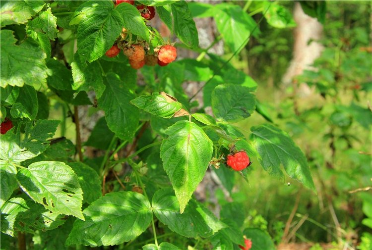 Девочка и Ёжик. Minifee Miyu FairlyLand | Бэйбики Девочка и Ёжик. Minifee Miyu FairlyLand