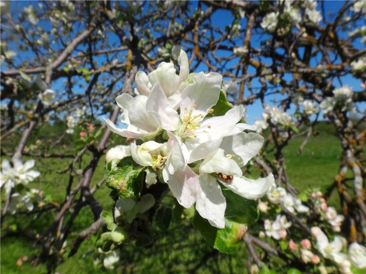 Дивная Весна — Куклы Zwergnase (Цвергназе/Цверги): фото