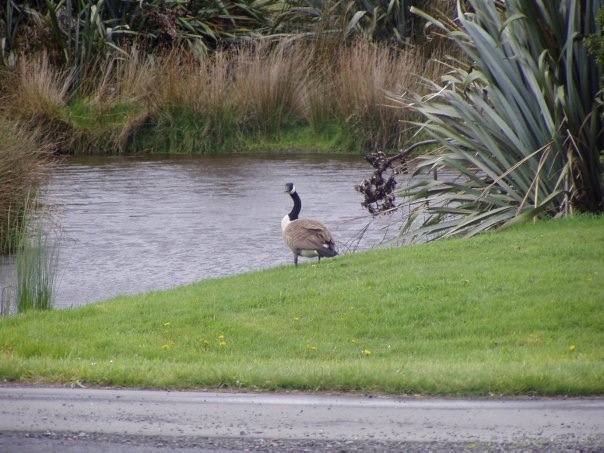 Увлекательное путешествие по Новой Зеландии