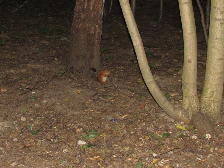 Веселое путешествие по Парку Измайлово