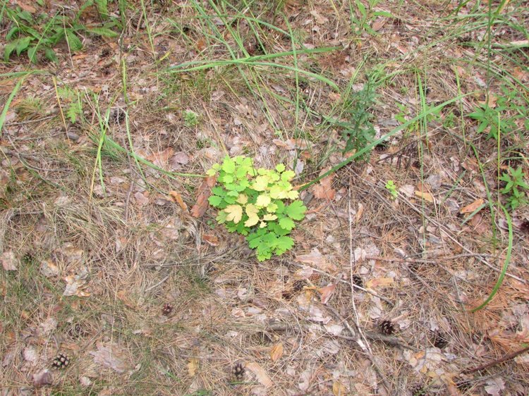 Путешествие в Нижегородскую область - часть 2 - Размещение в деревушке и прогулка по окресностям