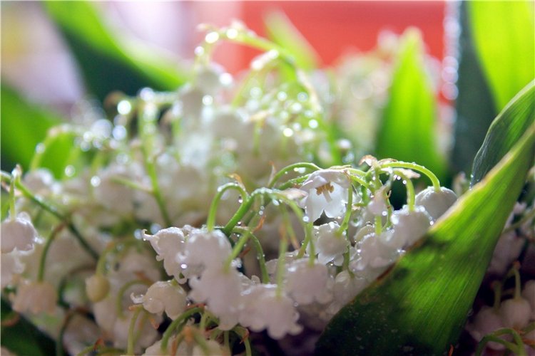 Ландыши в Январе — Куклы Meadow dolls (Медовушки): BJD (БЖД) (фото 4)