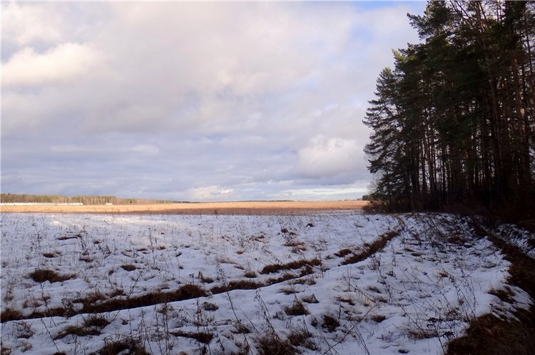 23 февраля - расцвели синие подснежники