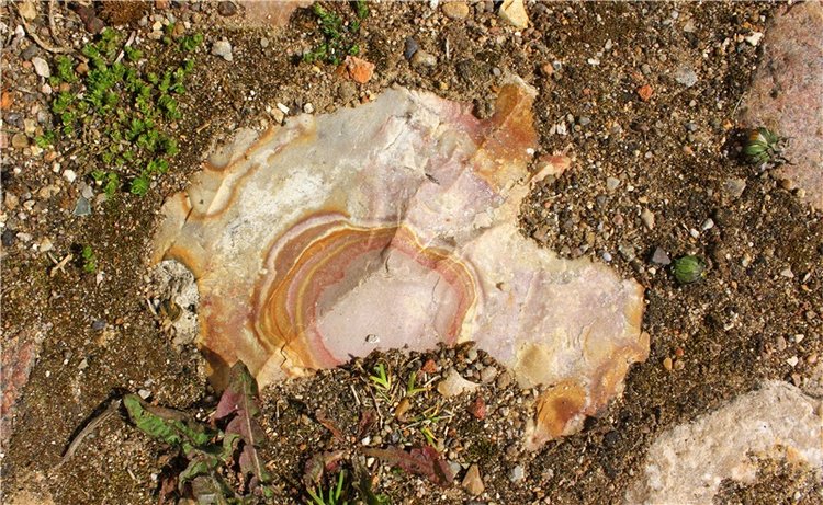 Путешествие Софи в Старицу, заключительная часть. Lati HoneyBee New Mystic Sophie