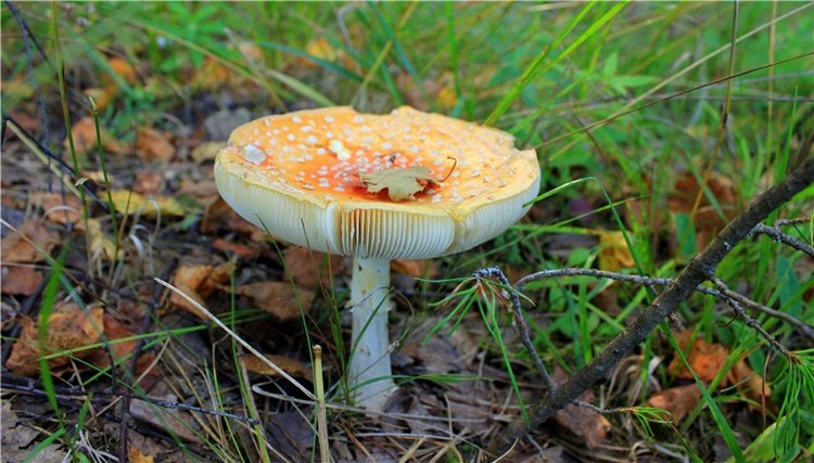 Эдельвейс на пленэре — Антикварные куклы ABG (Alt