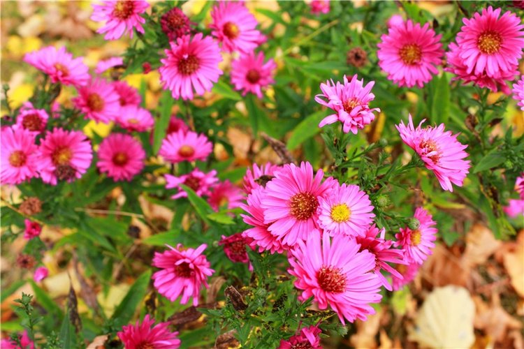 Золотая Осень в Берново с Имани. Mini Imani от Kaye Wiggs