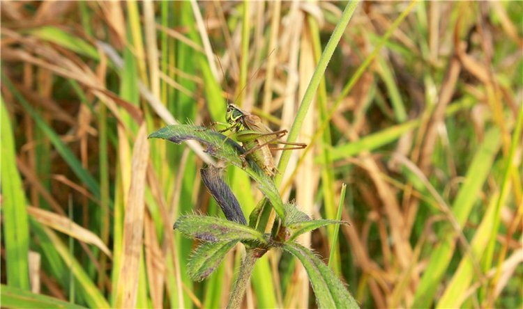Путешествие Имани на Волгу, продолжение. Mini Imani от Kaye Wiggs