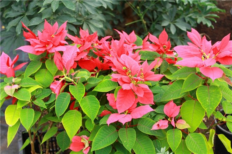 Выставка тюльпанов в Твери, продолжение