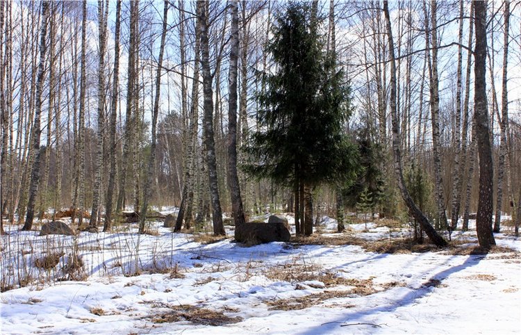 Весна в "Саду Камней" | Бэйбики Весна в "Саду Камней" — Куклы Meadow dolls (Медовушки): BJD (БЖД)