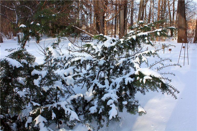 Тверской Ботанический Сад, заключительная часть