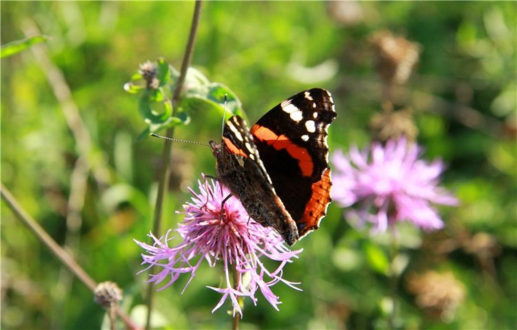 Инопланетянка Нийя. Custom Blythe Doll UFO Go Go Takara