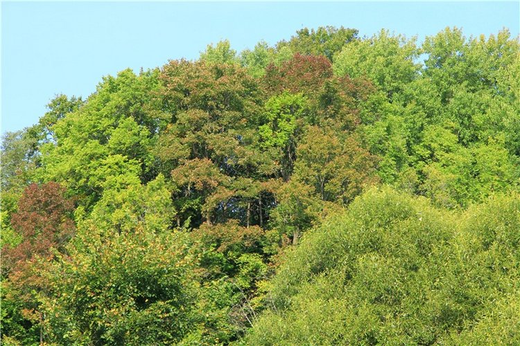 Старицкая Швейцария. Путешествие с Сашей, продолжение. Уникальная кукла от Сильвии Наттерер