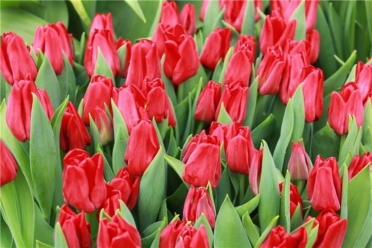 Тюльпановый Рай. Выставка тюльпанов в Твери. Mini Layla elf Sunkissed skin от Kaye Wiggs