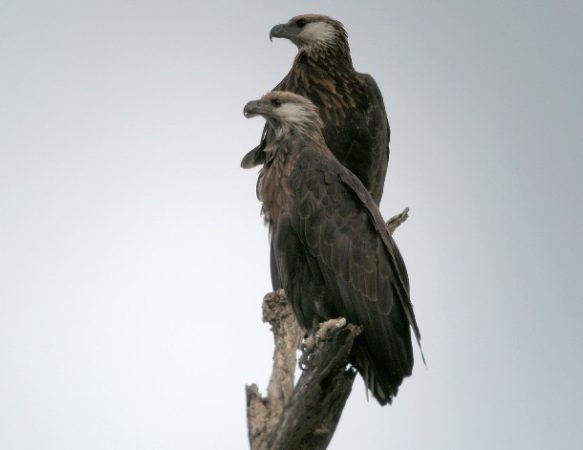 1 апреля — Международный день птиц