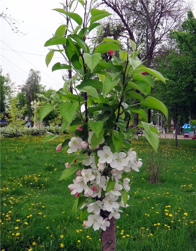 Милый мой город. Прогулка по Твери, заключительная часть