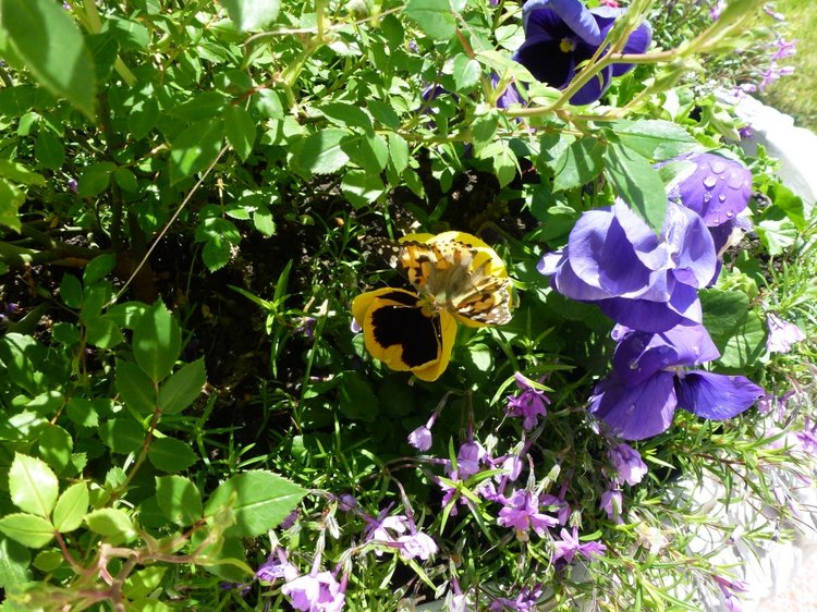 Сочи-Адлер: Южное Взморье - Мои любимые куколки на отдыхе