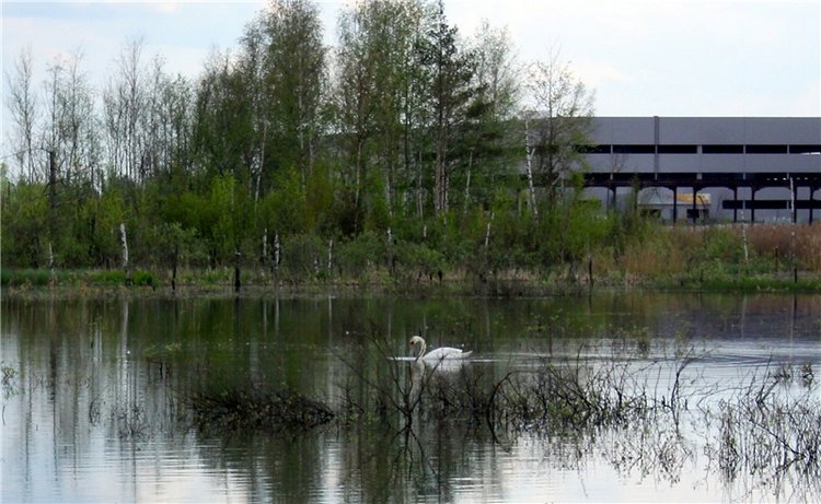 "Лебединое озеро" в Твери (фото 10)