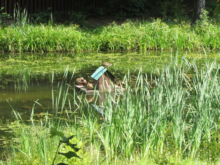 Малышня на прогулке в Бирюлёвском дендропарке (фото 5)