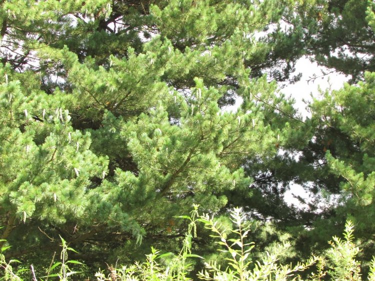 Малышня на прогулке в Бирюлёвском дендропарке