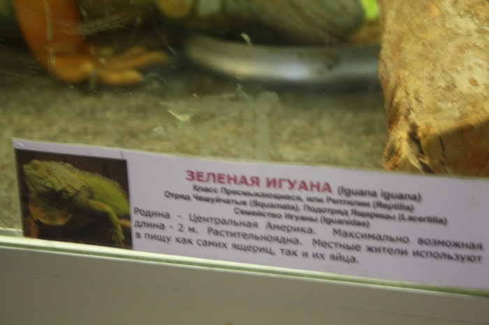 Псков. Эколого-биологический центр. Часть 2