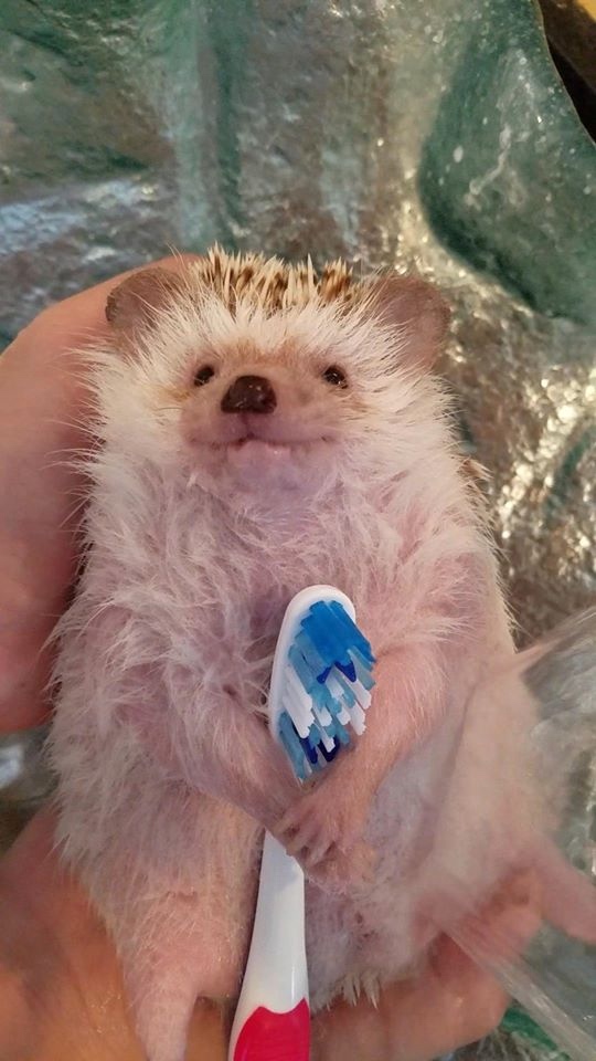 Любительские фотографии Ежей (выпуск 1) | Бэйбики Любительские фотографии Ежей (выпуск 1)