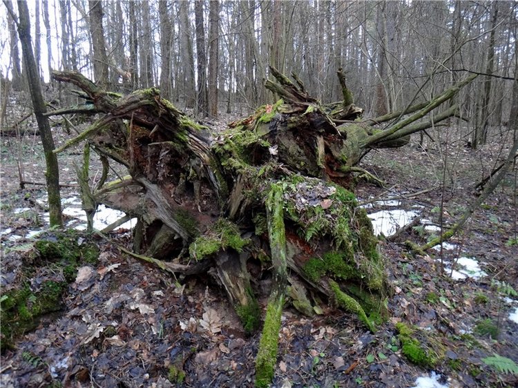 23 февраля - расцвели синие подснежники