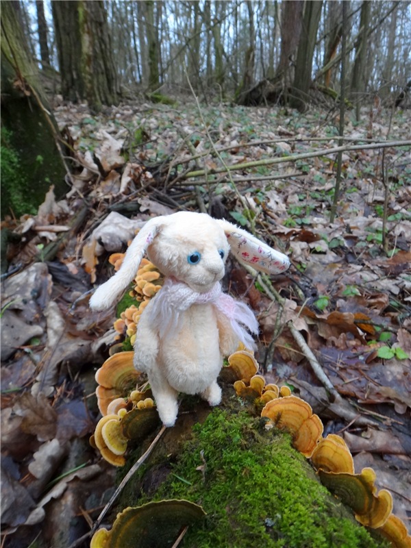 23 февраля - расцвели синие подснежники