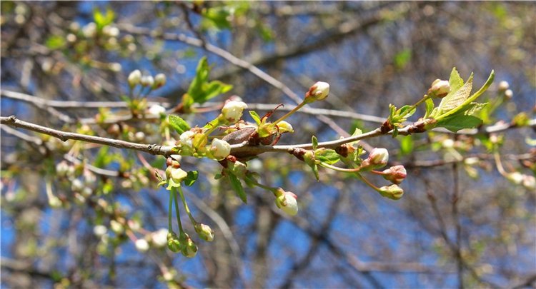 Путешествие Софи в Старицу, продолжение. Lati HoneyBee New Mystic Sophie