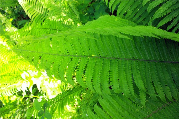 Затерянный Мир — Красивая природа и цветы: фото пейзажей