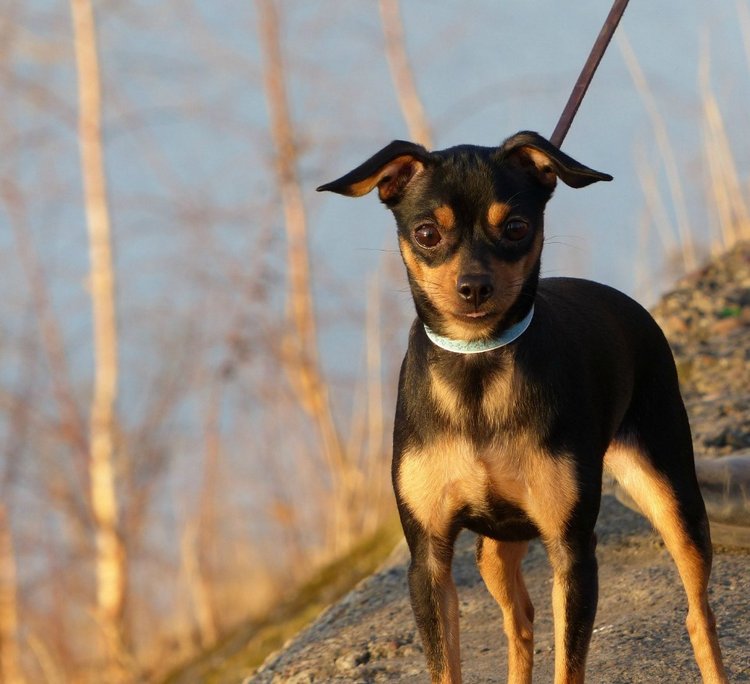 Последние денечки лета.... Совенок Желточек, дача и другие дачные жители