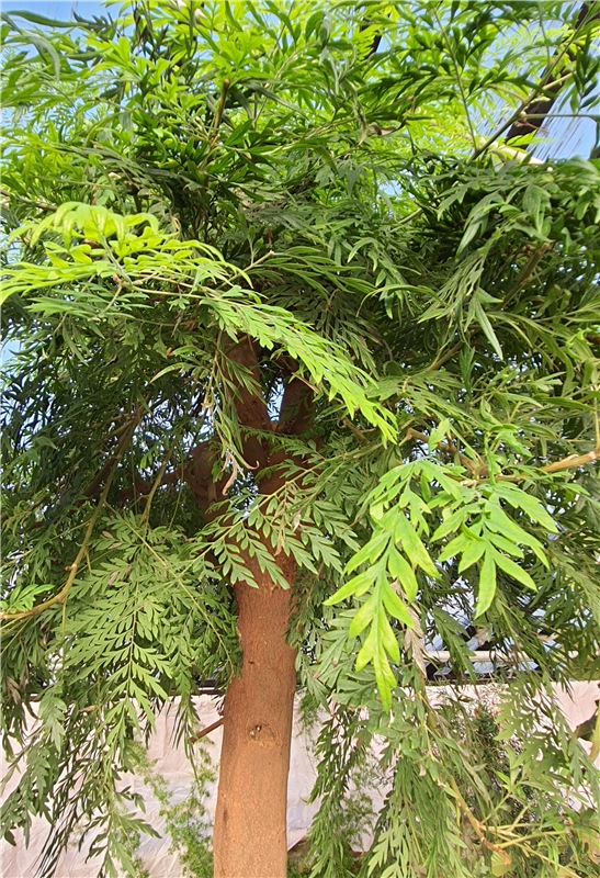 Выставка тюльпанов в Твери, продолжение