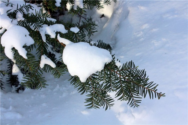 Тверской Ботанический Сад, заключительная часть