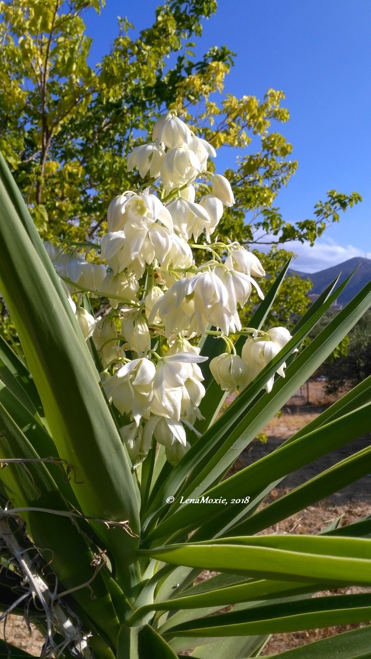 Kidz' тур. Нико на Крите. Аниссарас