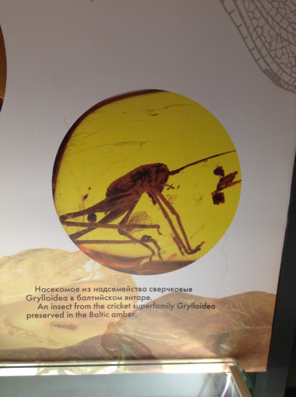 Милая сердцу Божедомка. Ч.5. Выставка "Парк янтарного периода". "Слезы Гелиад". "Янтарь и куклы"