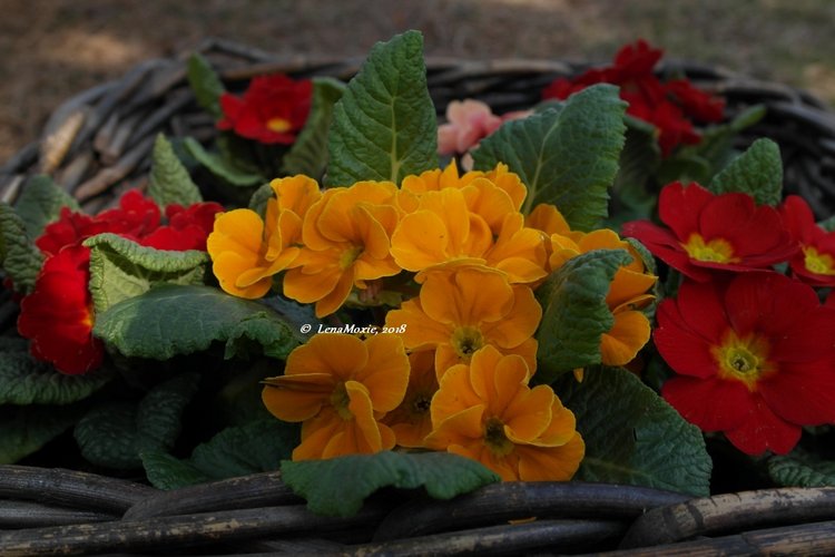 Тарас в апрельском саду — Куклы Kidz'n'Cats (Соня Хартман): шарнирные 46 см