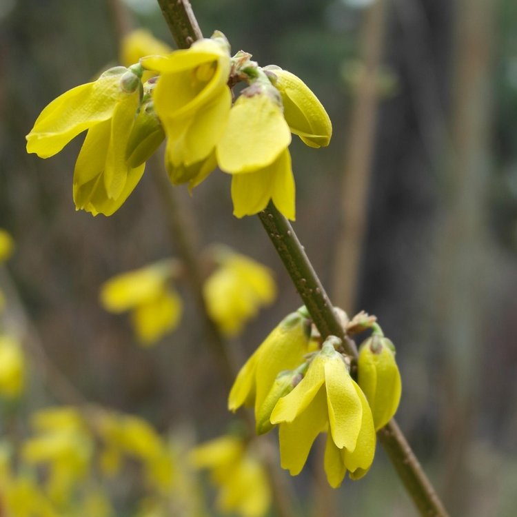 Весенний вечер с Клариссой (фото 2)