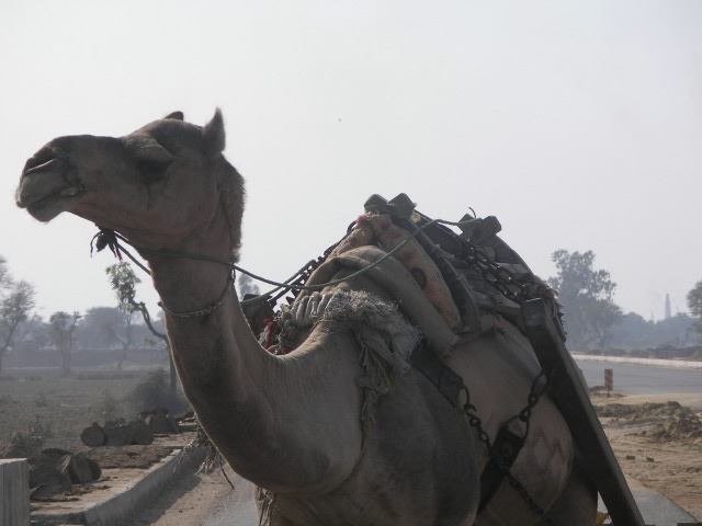 Сказочная Индия — Туризм и путешествия: фотоотчеты из поездок