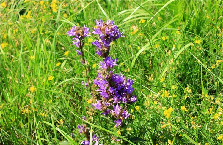 Подарок для Бенни | Бэйбики Подарок для Бенни — Куклы Iplehouse (Иплхаус): BJD (БЖД)