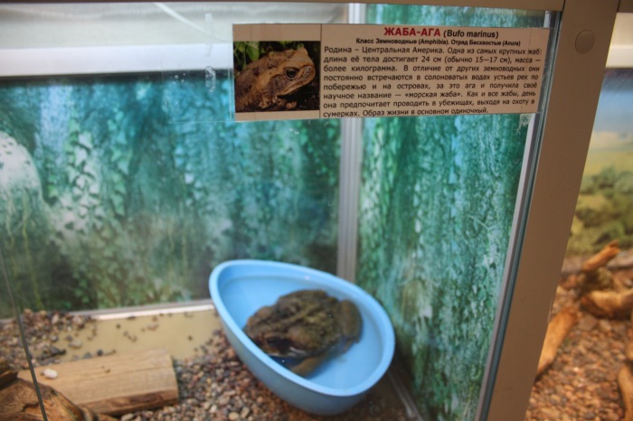 Псков. Эколого-биологический центр. Часть 1