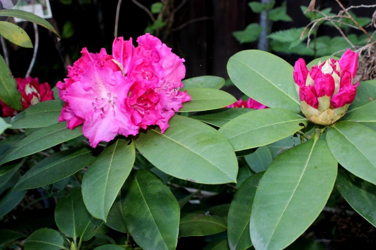 Любовь нечаянно нагрянет — Фэшн