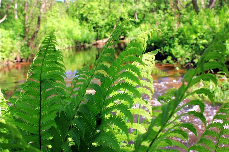 Затерянный Мир — Красивая природа и цветы: фото пейзажей (фото 7)