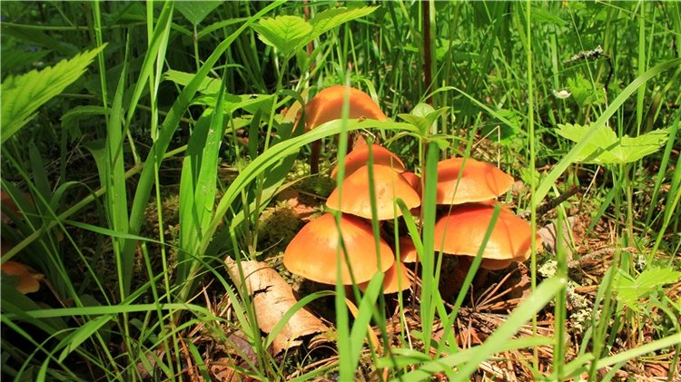 Ландышевый Лес. Twinkles Ella Chocolate