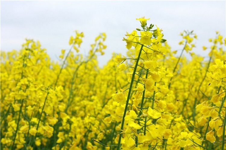 Солнечное поле. Twinkles Ella Chocolate