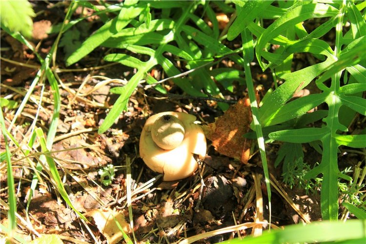 Августовское путешествие в "Сад Камней" | Бэйбики Августовское путешествие в "Сад Камней"