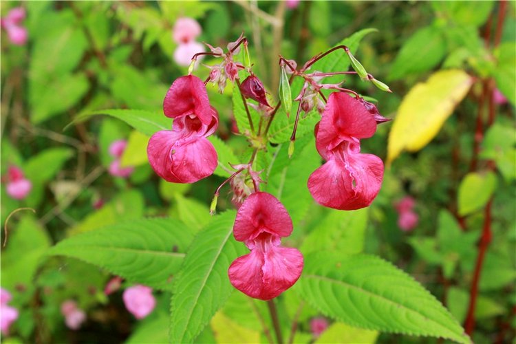Сентябрьское путешествие в Старицу, четвёртая часть
