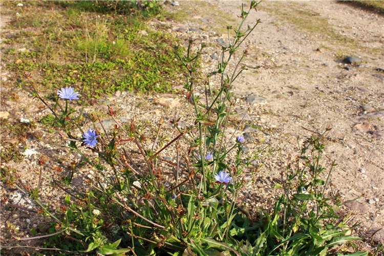 Путешествие Dal Hangry в Грузины, продолжение