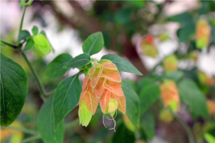 Выставка тюльпанов в Твери, продолжение