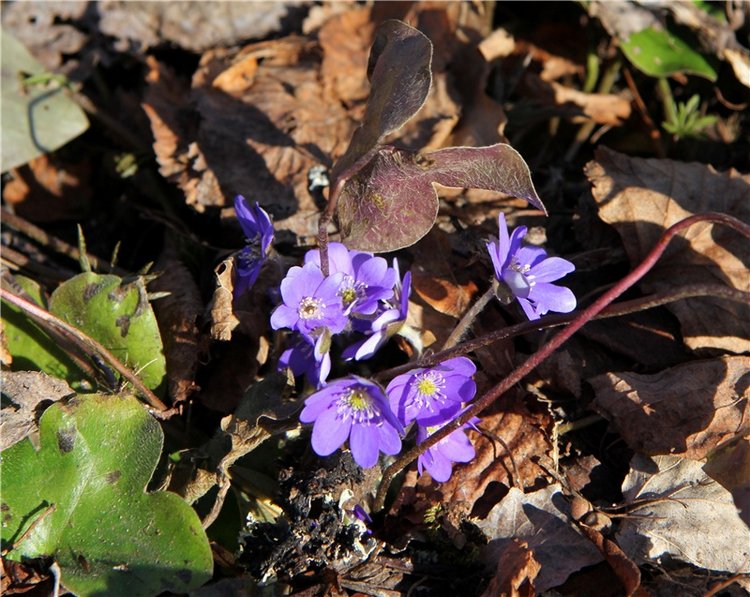 Апрельский день в Василёво, заключительная часть