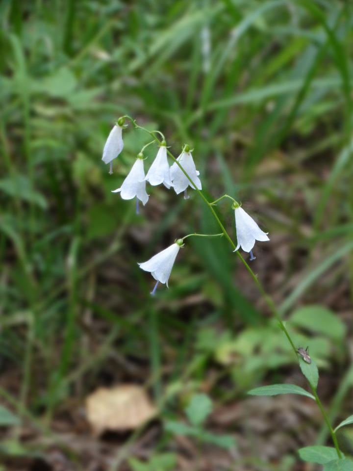 Каменный остров. Поездка с БЖД куколкой от Лиликэт